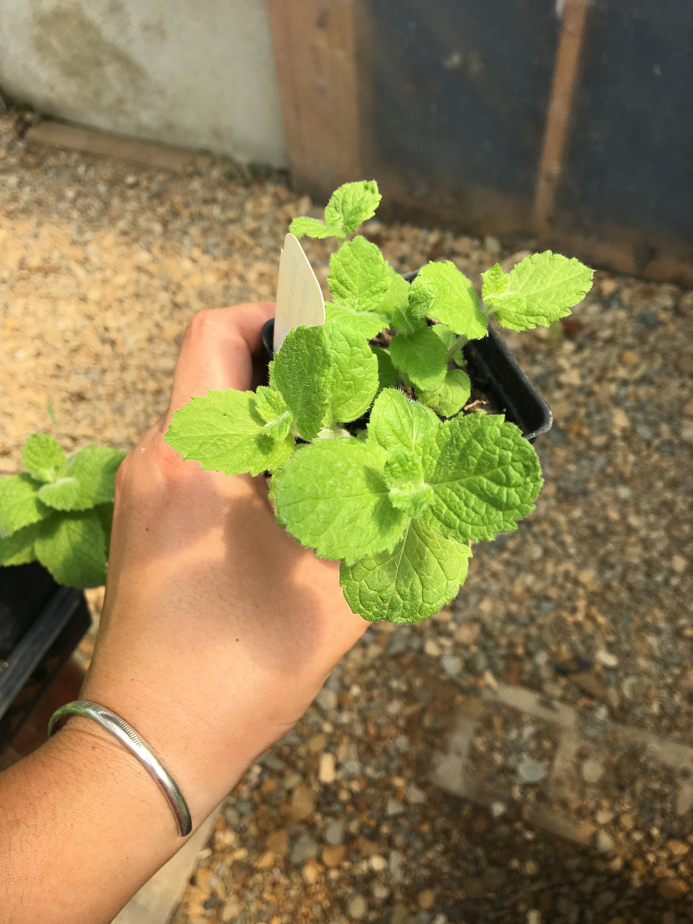 Mentha Nilaca Egyptian Mint Live Plant in 2.5 Inch Pot - Etsy