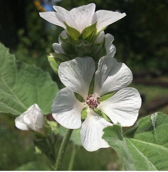 Marshmallow Althea officinalis LIVE PLANT in 2.5 inch pot Etsy