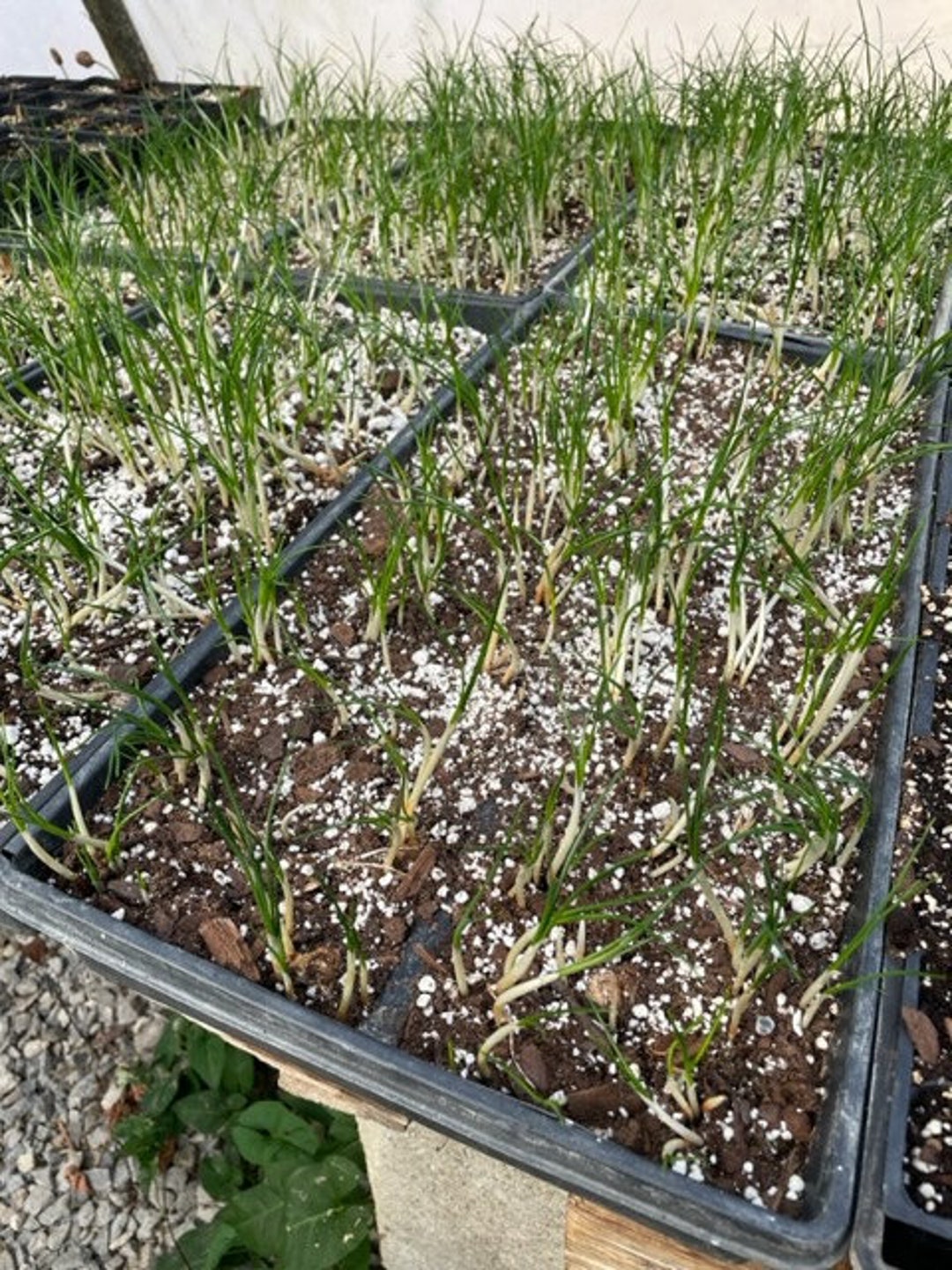 Saffron Crocus Bulbs 50 Live Sprouted Bulbs per Flat Etsy