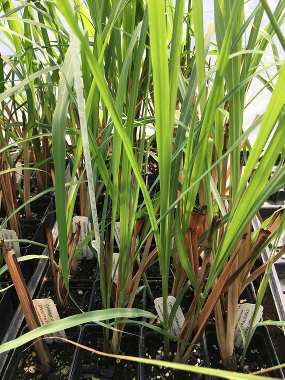 Cymbopogan Citratus LEMON GRASS Live Plant in 2.5 Inch Pot | Etsy