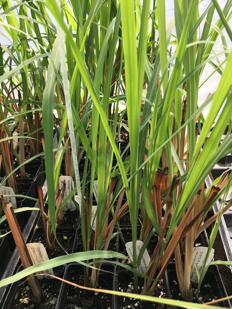 May include: Close-up of a group of potted lemongrass plants with brown stems and green leaves. The plants are labeled with white tags that say "Cymbopogon citratus".