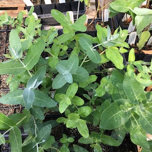 May include: Close-up of a group of small green eucalyptus plants growing in black plastic pots. The plants are in a greenhouse setting with gravel on the ground.