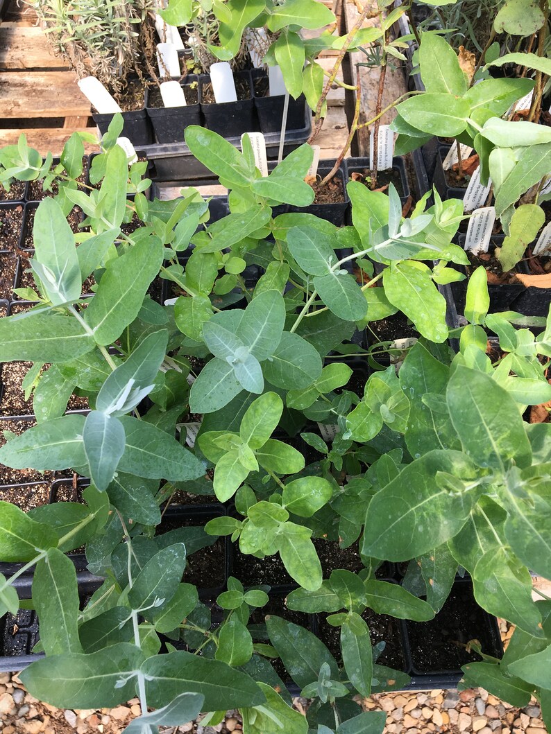 Eucalyptus Globulus Blue Gum Eucalyptus Tree Plant in 2.5 Inch Etsy