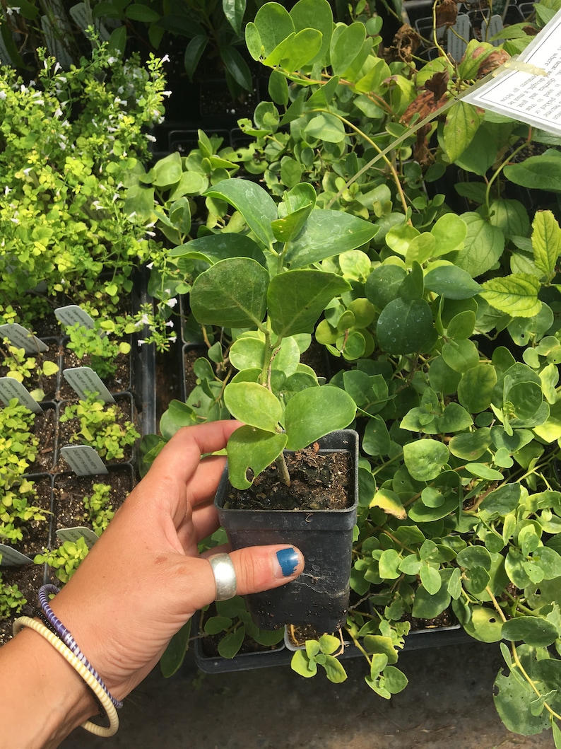 Capparis spinosa CAPER BUSH Live plant 4 pot Capers Etsy