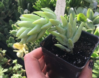 Sedum morganianum/Donkey Tail Succulent LIVE PLANT 2 1/2" pot