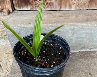 Phoenix dactylifera Medjool Date Palm Tree EXACT gallon pot