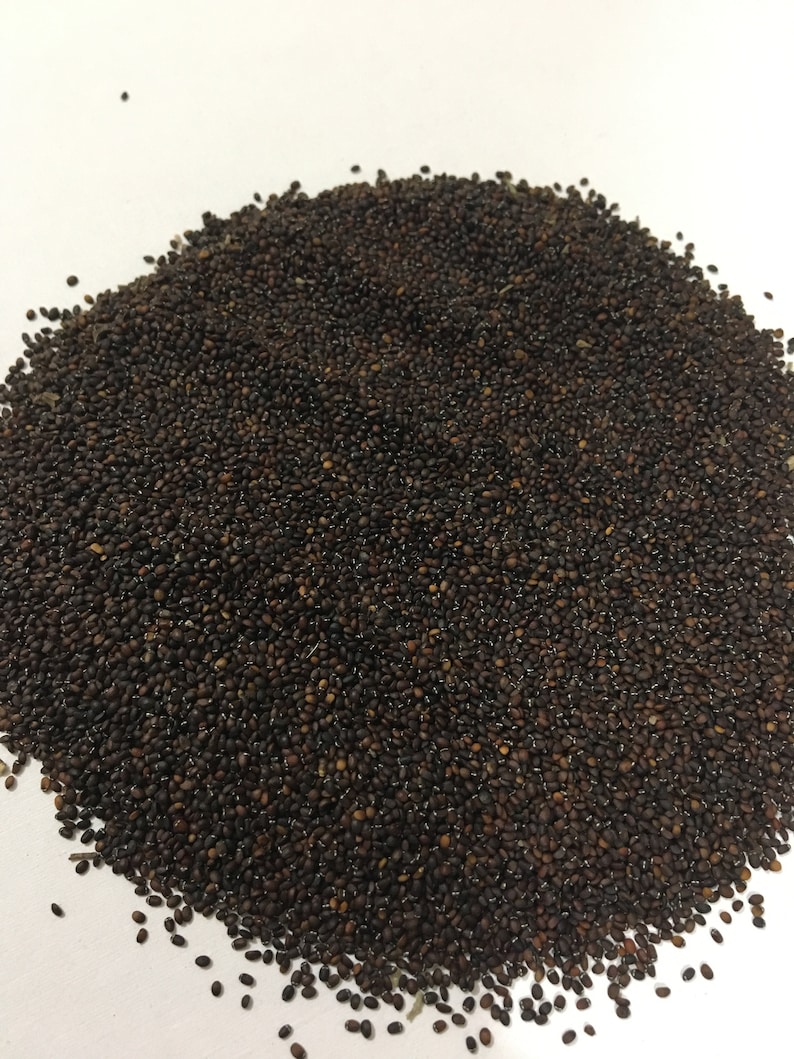 Catnip Seeds Nepeta cataria 1/4 ounce Herbal Medicine Garden | Etsy