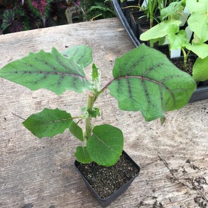 Solanum quitoense Naranjilla Tropical Plant in 4 inch pot Edible Fruit