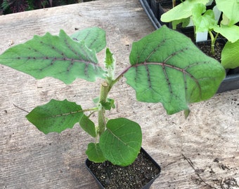 Solanum quitoense Naranjilla Tropical Plant in 4 inch pot Edible Fruit