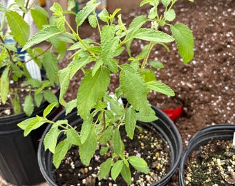 Lippia graveolens Mexican Oregano plant in gallon pot