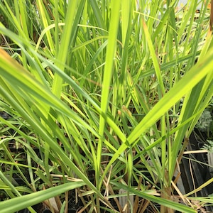 Cymbopogan nardus Citronella Grass Live plant in 2.5 inch pot