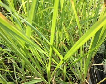 Cymbopogan nardus Citronella Grass Live plant in 2.5 inch pot