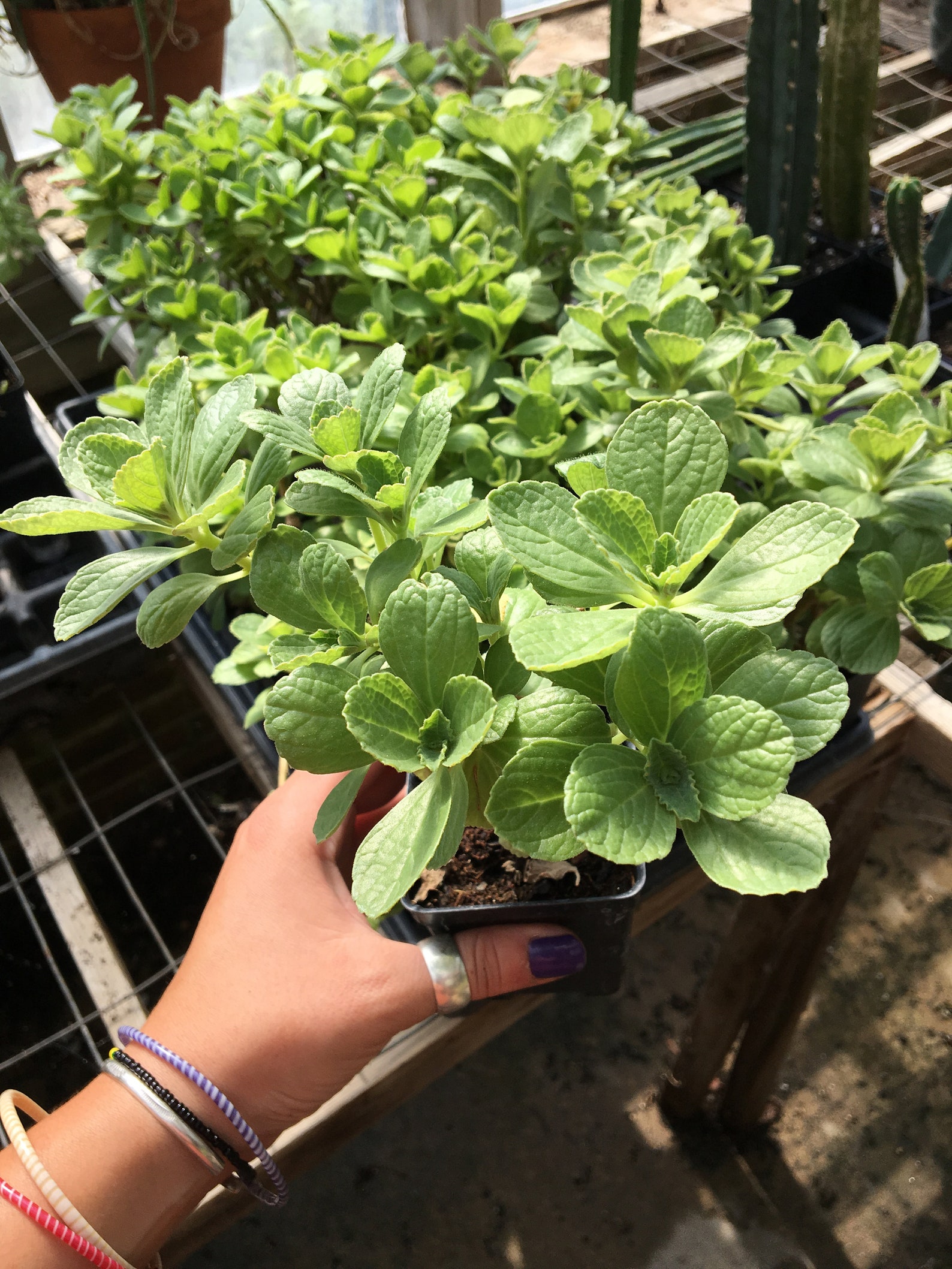 Plectranthus caninus Scardey Cat Plant LIVE PLANT in 2.5