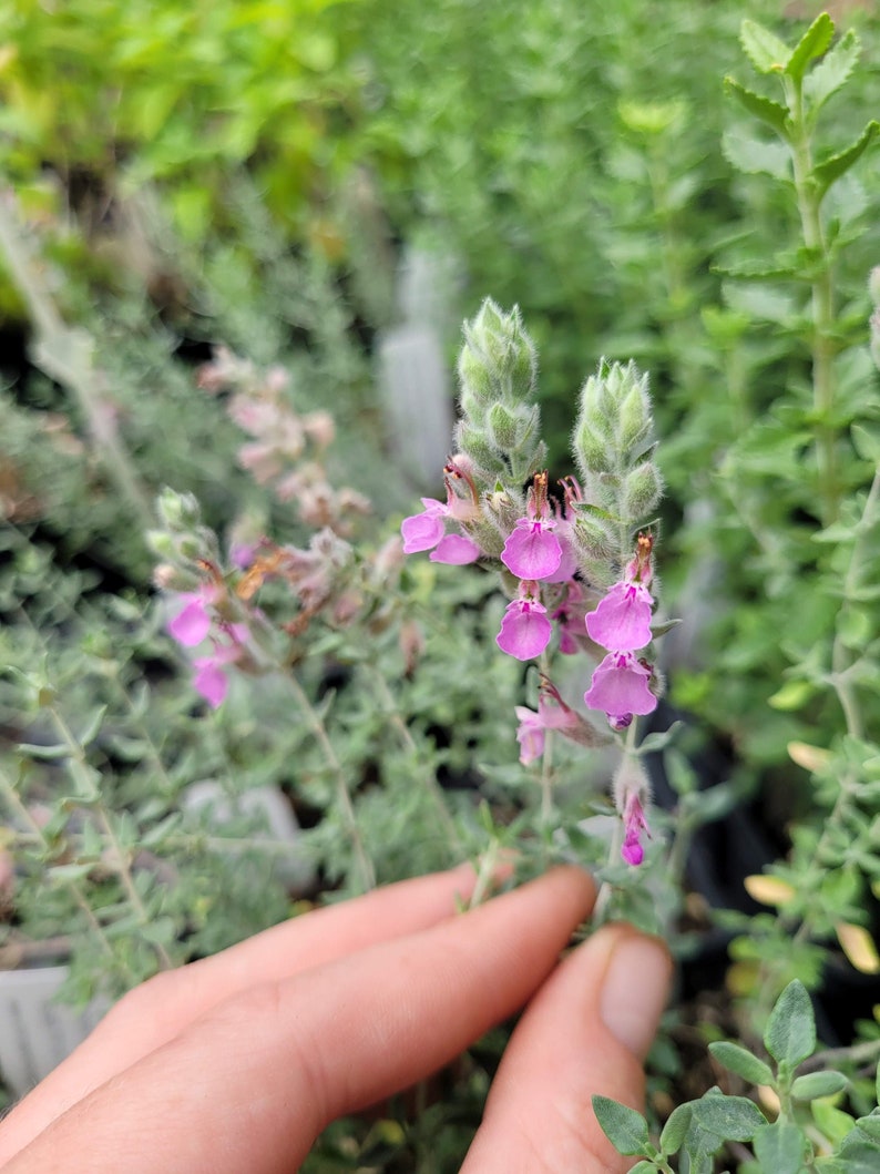 Teucrium marum Cat Thyme Germander LIVE PLANT in 2.5 inch pot image 1