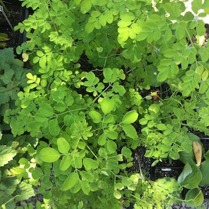 May include: Overhead view of a vibrant green plant with small, oval-shaped leaves. The plant is densely packed, creating a lush appearance. The leaves vary in shades of green, with some areas highlighted by sunlight. The plant is likely a moringa.