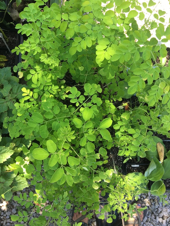 Moringa oleifera Horseradish Tree, Drumstick Tree Live plant 4 inch pot