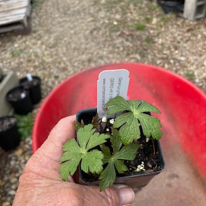 May include: A small green plant with a white label that reads "Geranium  GER10 HP + PB  www.companionplants.com" in a black pot.