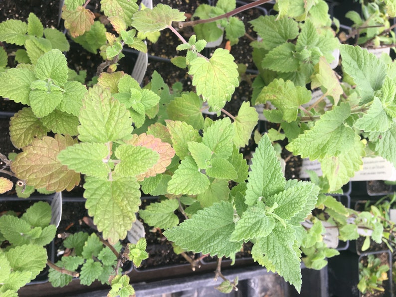 Nepeta cataria Catnip Plant in 2.5 inch pot image 1