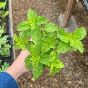 Mentha aquatica var. LIME MINT Live Plant in 2.5 inch pot image 2