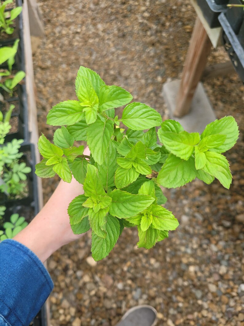 Mentha aquatica var. LIME MINT Live Plant in 2.5 inch pot image 2