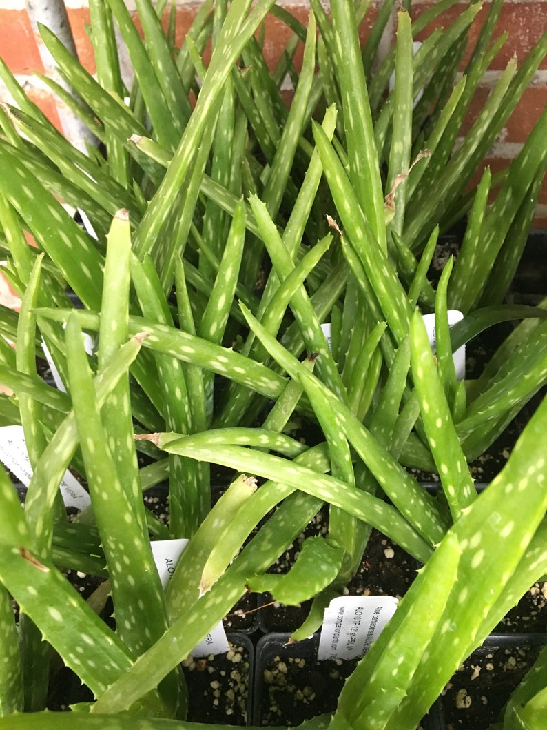 Aloe barbadensis Aloe vera plant in 2.5 inch pot image 1