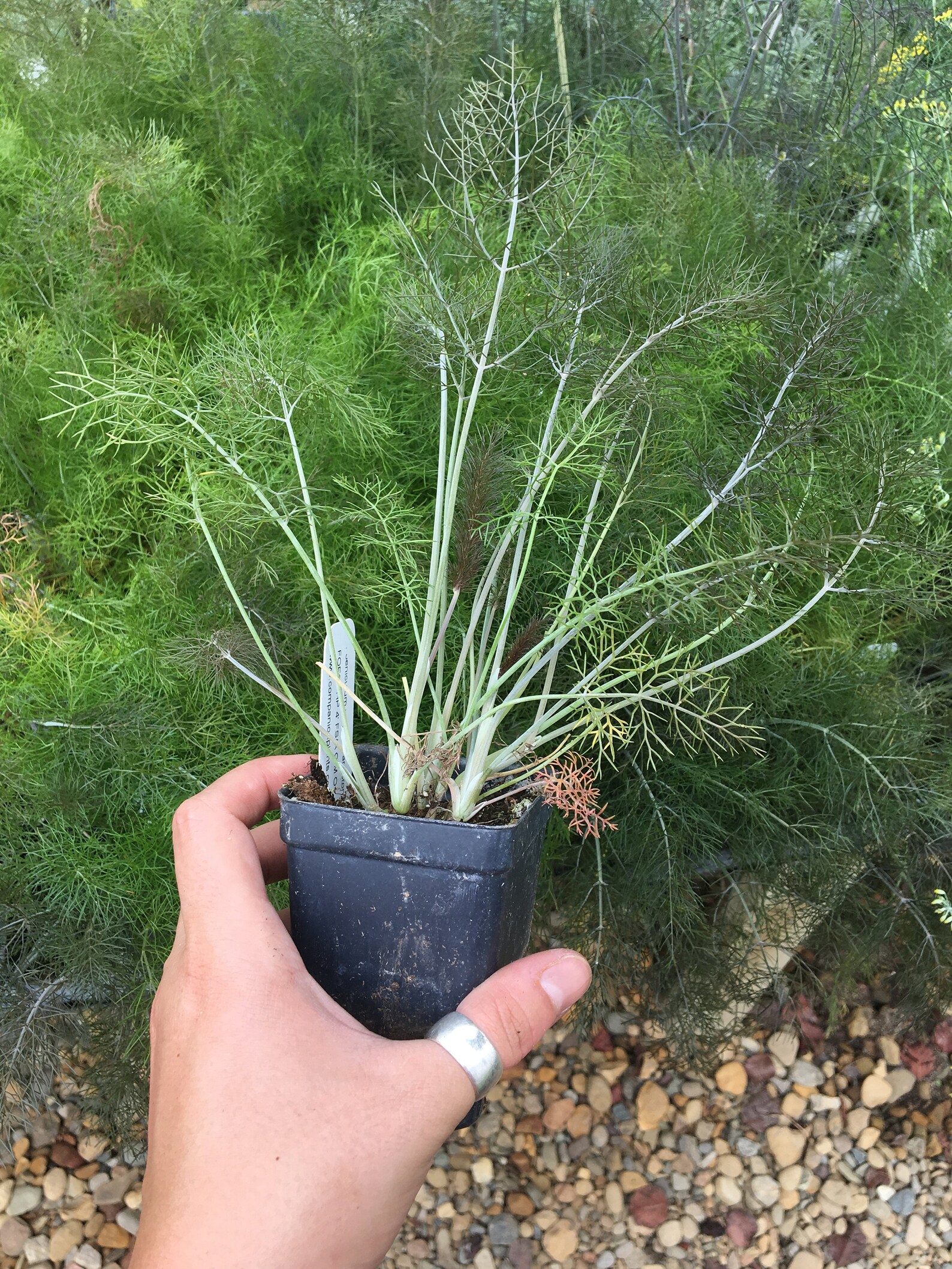 Bronze Fennel Foeniculum Vulgare Fennel Plant Live Plant in Etsy