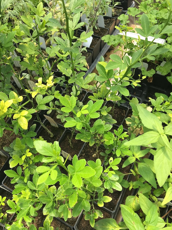 Poncirus Trifoliata Hardy Orange Tree Bitter Orange Live Tree Etsy