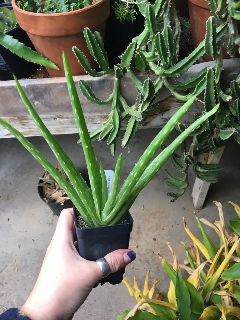 Aloe barbadensis Aloe vera plant in 2.5 inch pot image 3