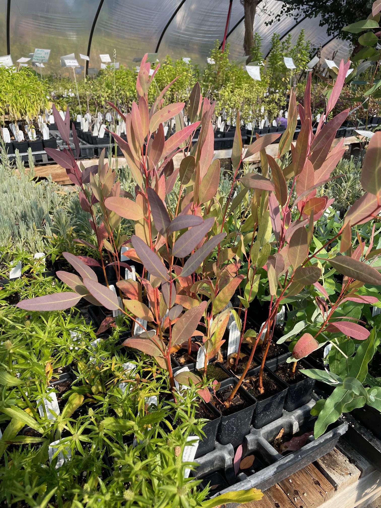 Eucalyptus camaldulensis River Red Gum Eucalyptus tree in 2.5 inch pot