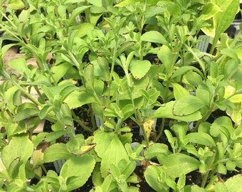 Stevia rebaudiana Sweet Herb of Paraguay plant