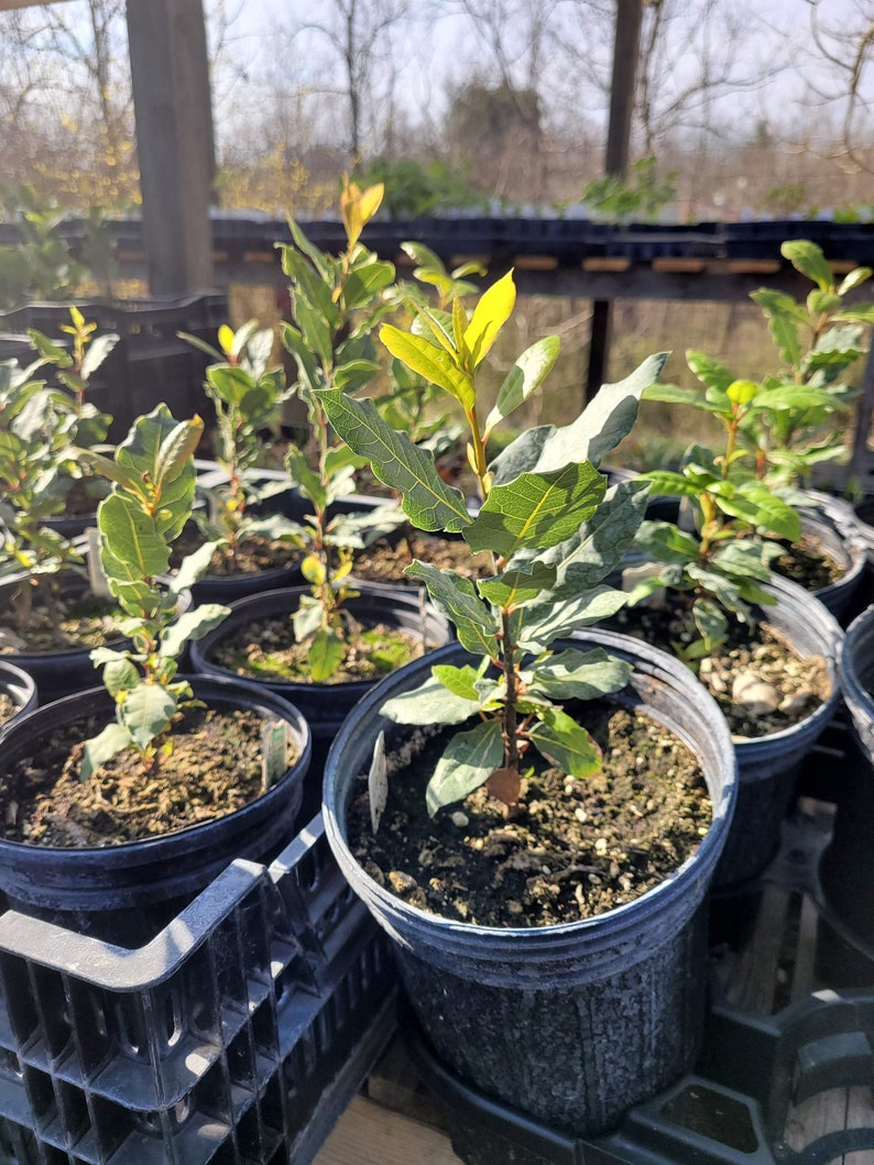 May include: Close-up of several potted bay laurel plants with green leaves. The plants are in black plastic pots and are arranged in a row. The plants are in a greenhouse setting.