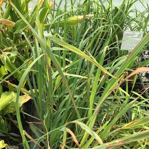 May include: Close-up of a group of green lemongrass plants growing in a greenhouse. The plants have long, narrow leaves and are growing in a row. The plants are labeled with a sign that reads "Cymbopogon citratus LEMON GRASS".