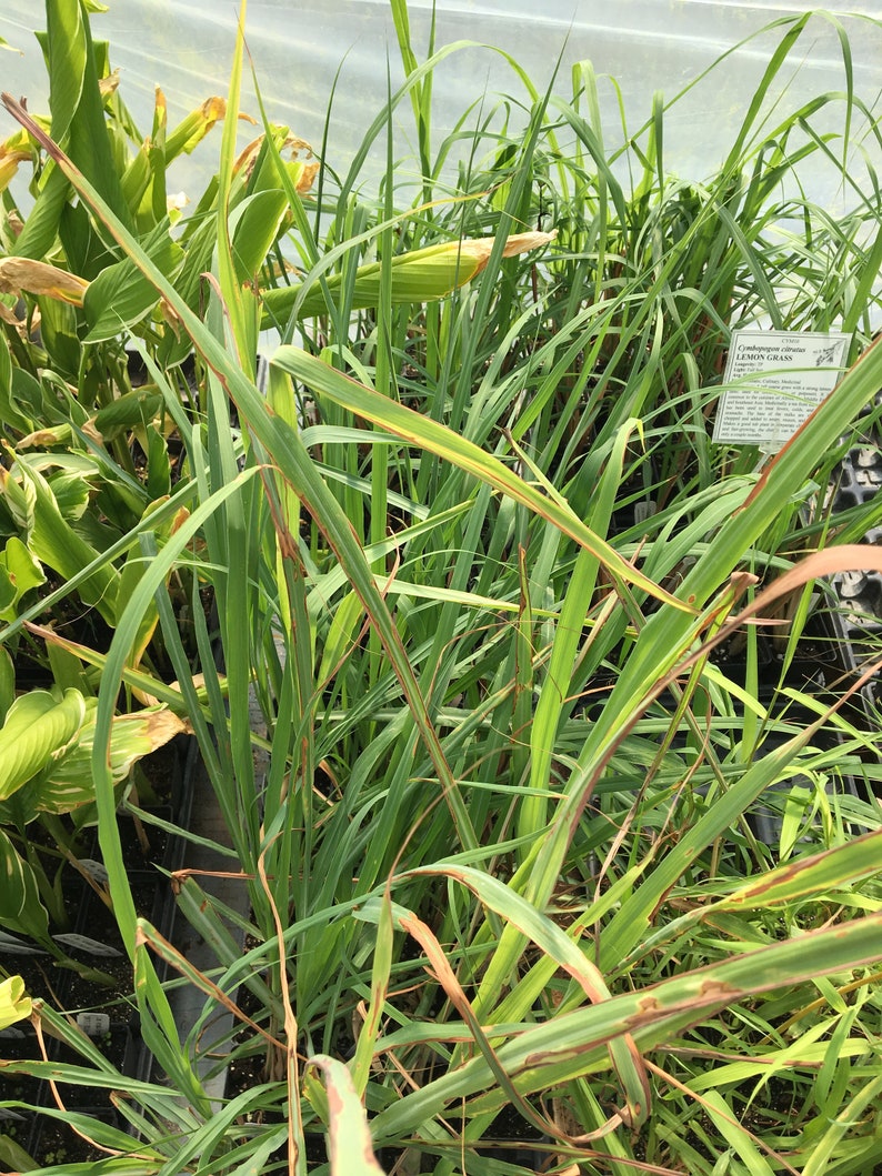 May include: Close-up of a group of green lemongrass plants growing in a greenhouse. The plants have long, narrow leaves and are growing in a row. The plants are labeled with a sign that reads "Cymbopogon citratus LEMON GRASS".