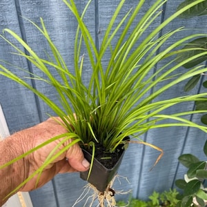 May include: A potted green grass plant with long, thin blades. The plant is in a black plastic pot and has roots that are visible.