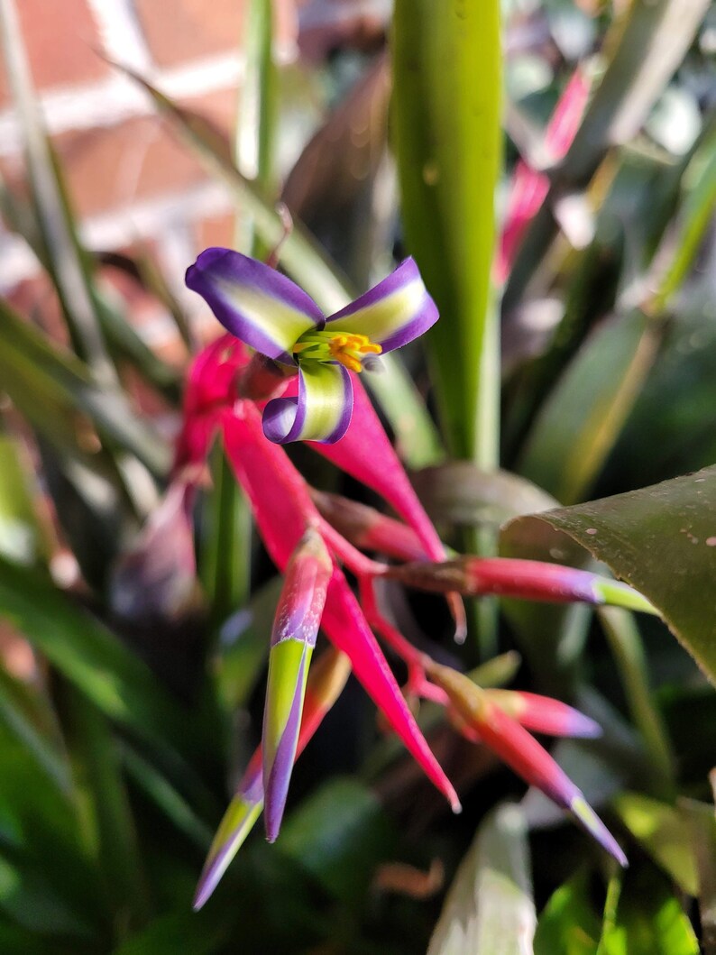 Billbergia nutans var. schimperiana Queen's Tears Bromeliad Friendship Plant in 6 Inch Pot image 1