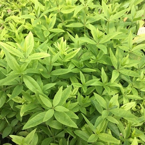 May include: A close-up of a patch of green leafy plants. The leaves are long and narrow, with a pointed tip. The plants are growing in a dense cluster.