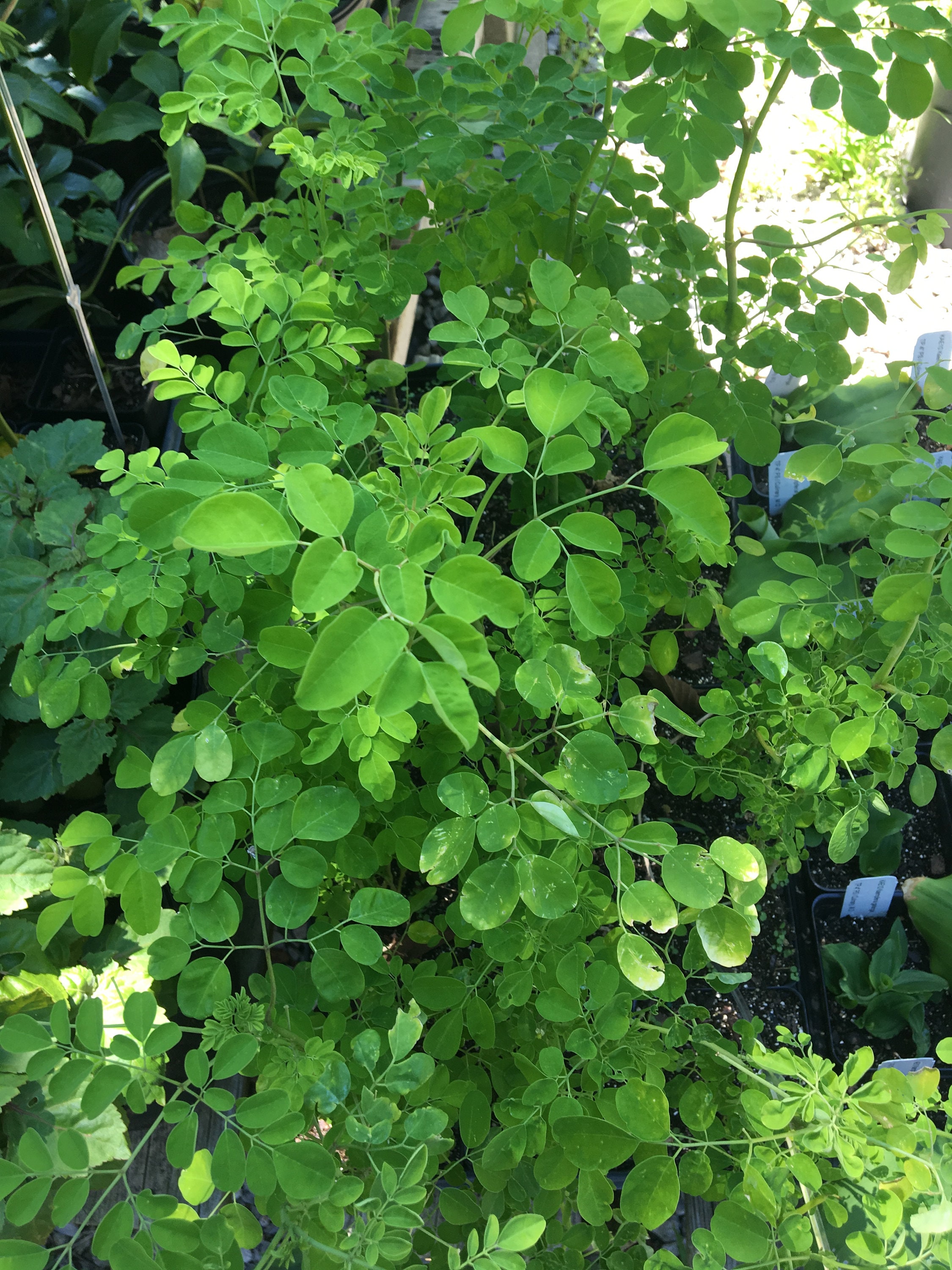 Moringa oleifera Horseradish Tree Drumstick Tree Live plant 4 Etsy