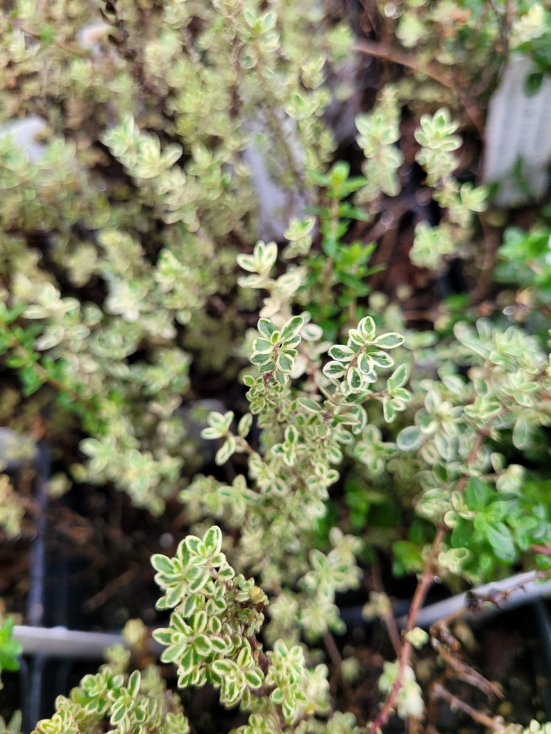 May include: Close-up of a green and white variegated thyme plant with small, delicate leaves. The plant is growing in a pot and has a lush, full appearance.
