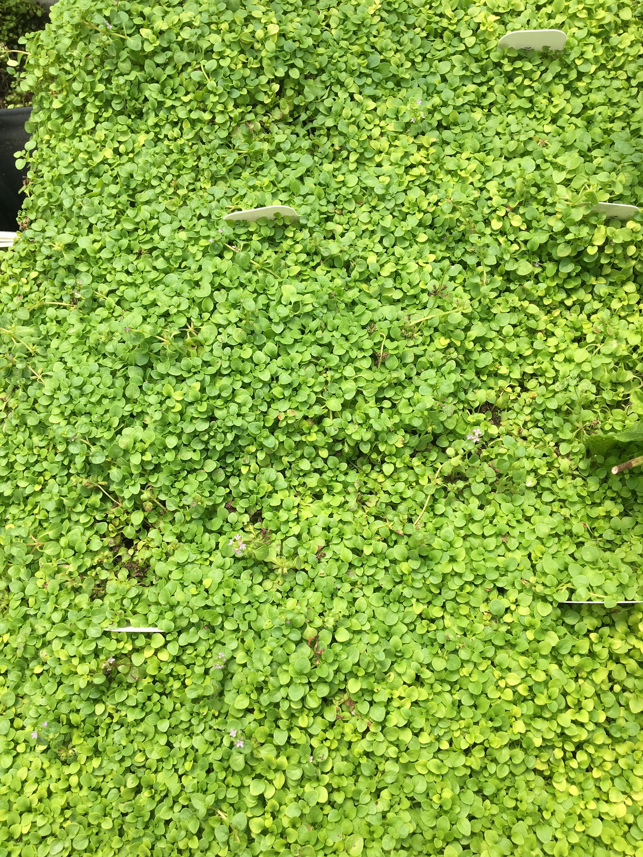 Mentha requienii Corsican Mint Plant in 2.5 inch pot Aromatic