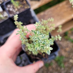 May include: A small potted plant with green and white variegated leaves. The plant is in a black plastic pot and is being held by a hand.