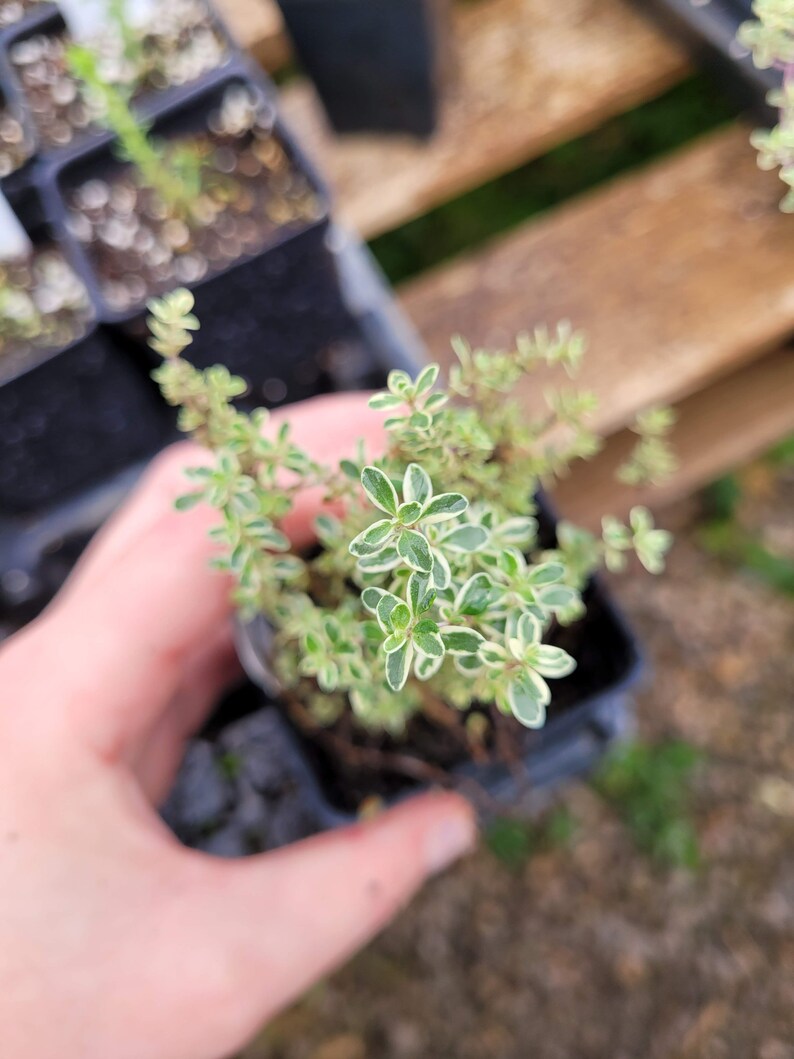 May include: A small potted plant with green and white variegated leaves. The plant is in a black plastic pot and is being held by a hand.