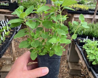 Origanum vulgare Oregano plant in 2.5 inch Pot