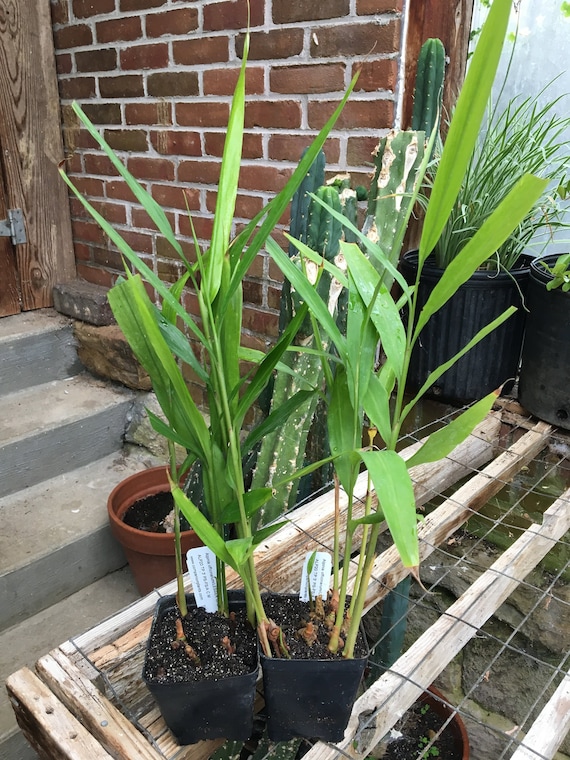 Alpinia Officinarum Lesser Galangal Plant in 4 Inch Pot - Etsy