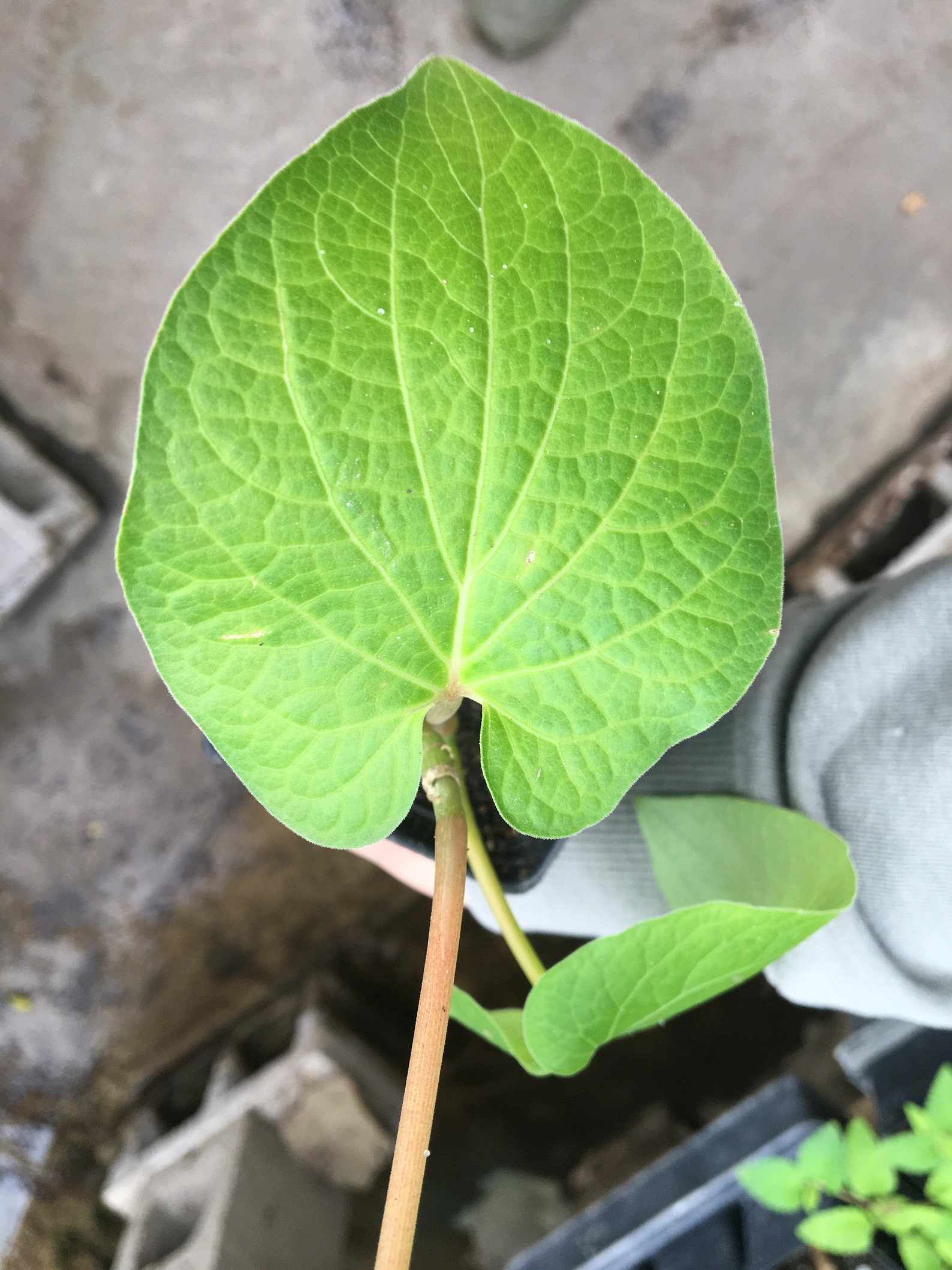 Piper Auritum/root Beer Plant HOJA SANTA Live Plant Medicinal Etsy