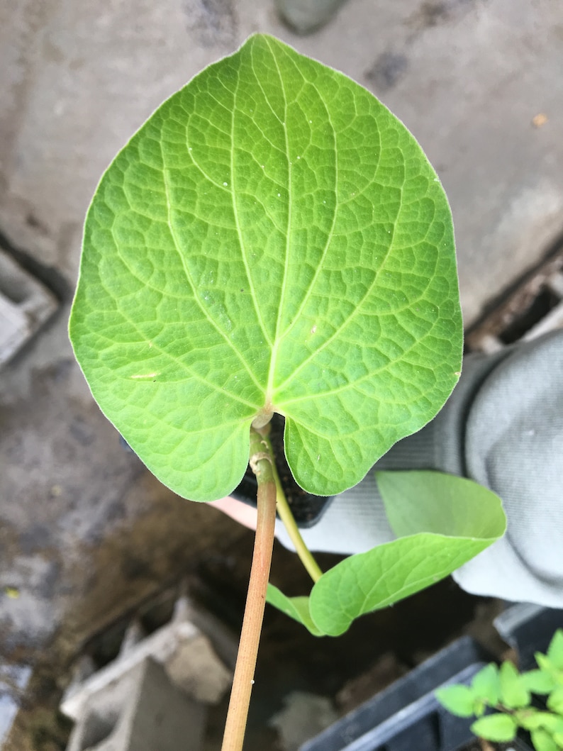 Piper auritum Root Beer Plant HOJA SANTA live plant