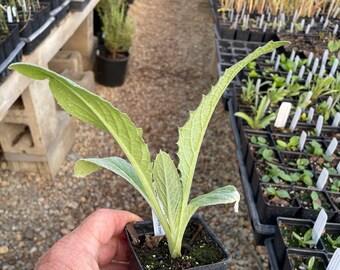 Cynara cardunculus Cardoon Live Plant in 2.5 inch pot