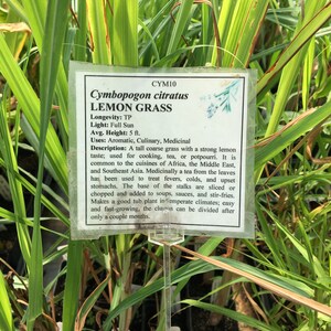 May include: A close-up of a plant tag with the name "Cymbopogon citratus LEMON GRASS" and information about the plant's longevity, light requirements, average height, uses, and description. The plant is a tall, coarse grass with a strong lemon taste and is commonly used in cooking, tea, and potpourri.