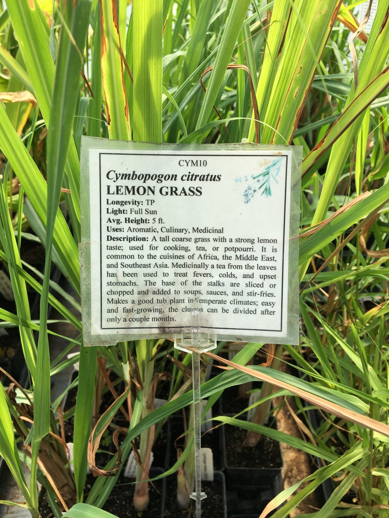 May include: A close-up of a plant tag with the name "Cymbopogon citratus LEMON GRASS" and information about the plant's longevity, light requirements, average height, uses, and description. The plant is a tall, coarse grass with a strong lemon taste and is commonly used in cooking, tea, and potpourri.