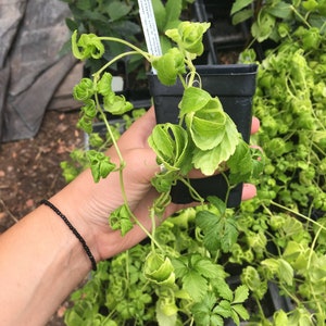 Gynostemma pentaphyllum Jiaogulan plant vine in 4 inch pot image 2