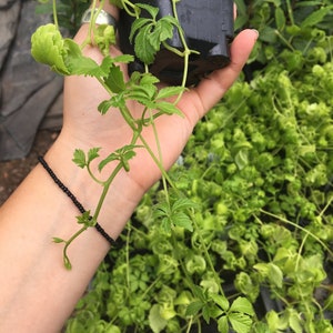 Gynostemma pentaphyllum Jiaogulan plant vine in 4 inch pot image 4